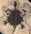 Incredible, Fossil Turtle (Apalone) - Green River Formation #122208-1